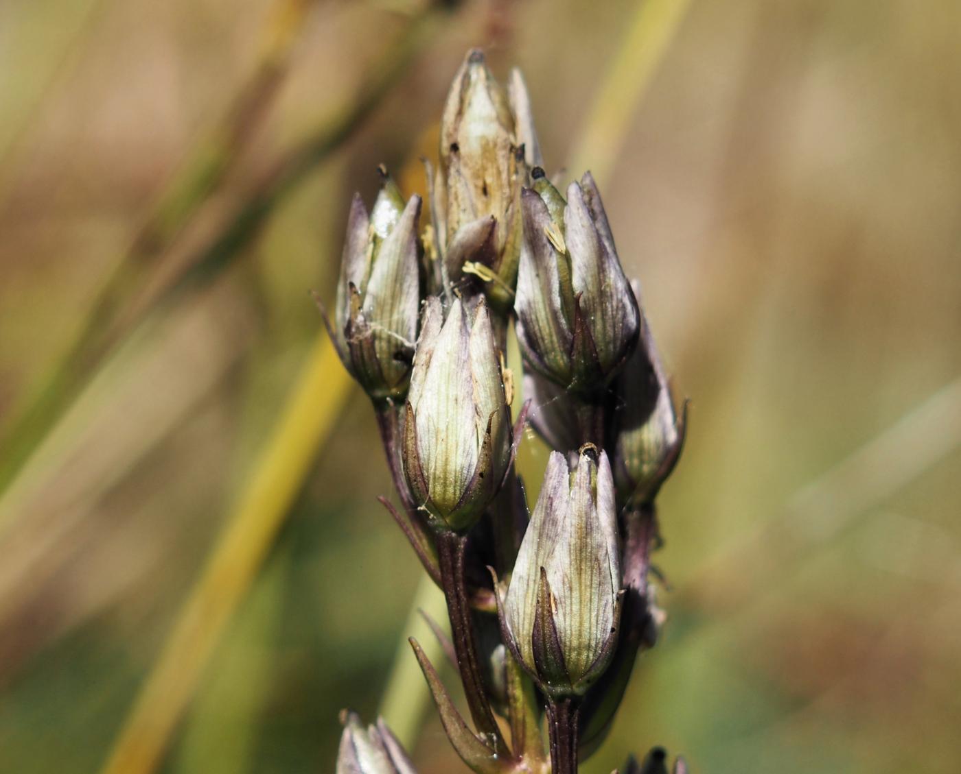 Felwort fruit